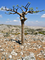 Boswellia - frankincense tree - Socotra island