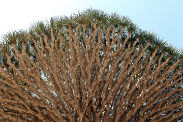 Naklejka na ściany i meble Spiky leaves of Dragon tree - Dracaena cinnabari - Dragon's blood - endemic tree from Soqotra, Yemen 