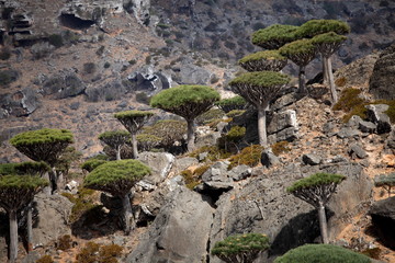 Dragon tree - Dracaena cinnabari - Dragon's blood - endemic tree from Soqotra, Yemen
 
