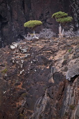 Dragon tree - Dracaena cinnabari - Dragon's blood - endemic tree from Soqotra, Yemen
 
