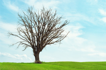 Fototapeta na wymiar Old tree in the field, Tuscany Italy.