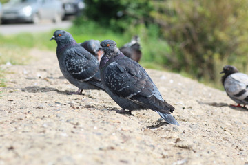 pigeons in the square