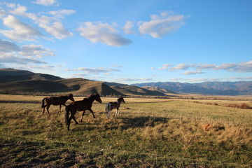 Кони в степи