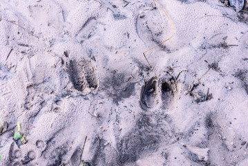 Deer tracks on forest sand in Phu Kradueng national park, Loei Thailand.