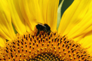 flower sunflower with bumblebee