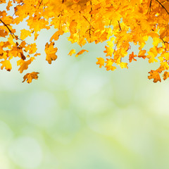 Golden, yellow and orange leaves