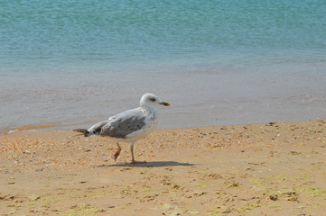 Прогулка по берегу моря.