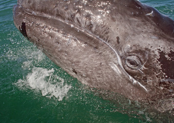 Gray whale calf investigating a small boat in a lagoon, Baja, Mexico © derek82