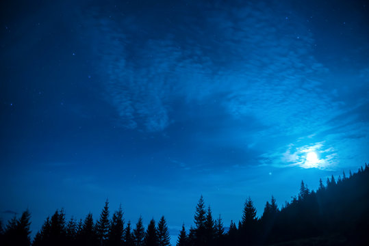 Fototapeta Forest of pine trees under moon and blue dark night sky