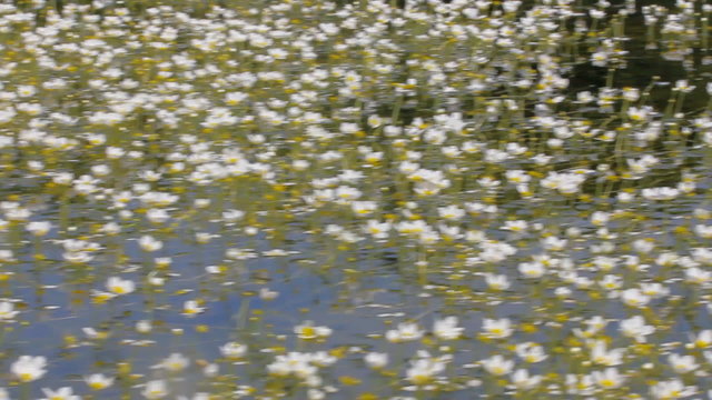 Rowing boat floats on water weeds buttercups
