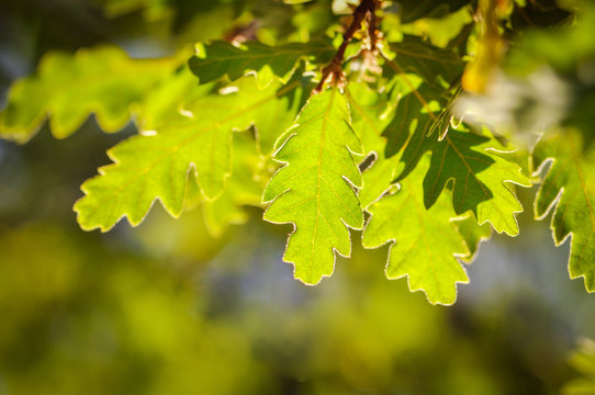 Fresh green oak leaves on a blurred background