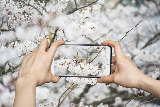 Girl taking pictures on mobile smart phone in sakura and little