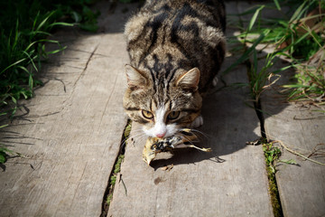 cat with prey