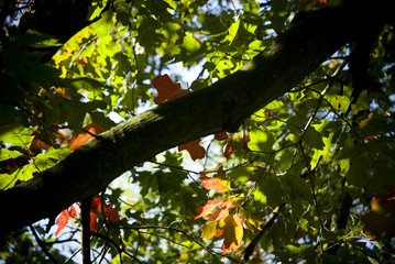 Laub im Wandel der Zeit.