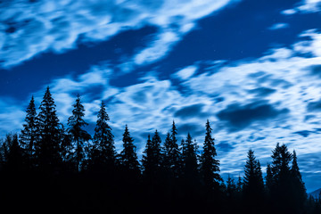 Big pine trees under blue night sky