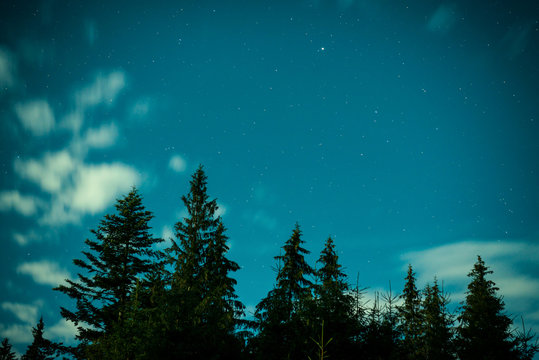 Fototapeta Big pine trees under blue night sky