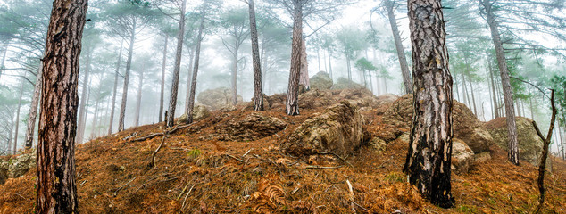 Panoramic view of pine misty forest