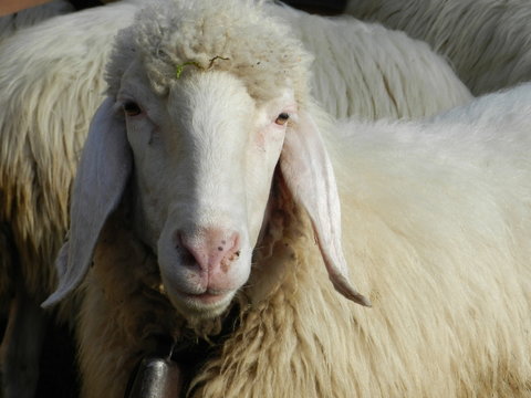 individual white mountain sheep