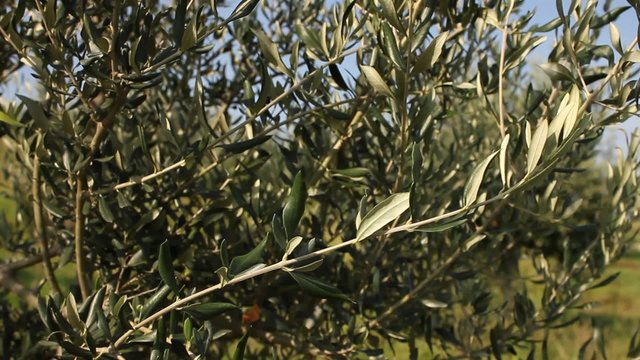 Slider on a olive tree