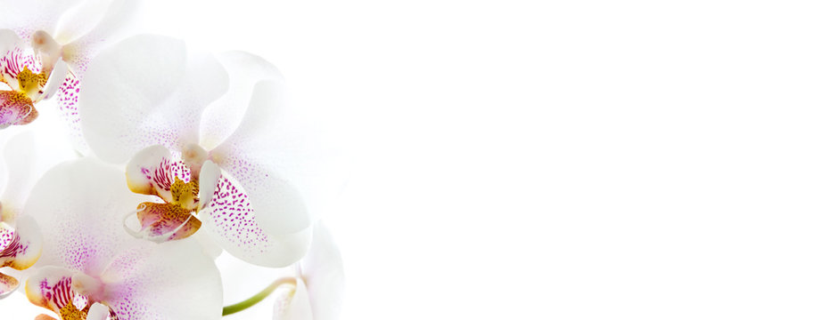 Fototapeta Orchideenblüten