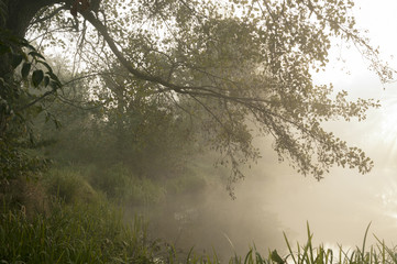 Pond with fog 1 - obrazy, fototapety, plakaty