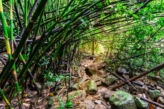 Fototapeta Nature trail bamboo forest in national park, Saraburi Thailand.