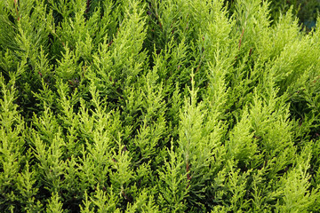 cypress branches close-up