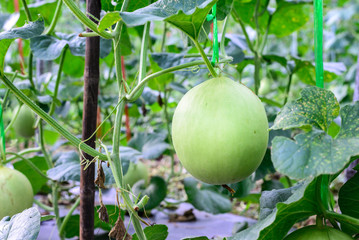 Young green melon hanging on tree in field.