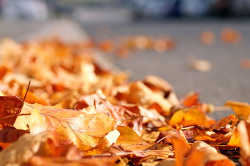 Blätter auf Gehweg und Straße