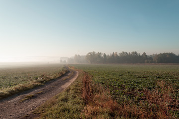 The road morning in the forest