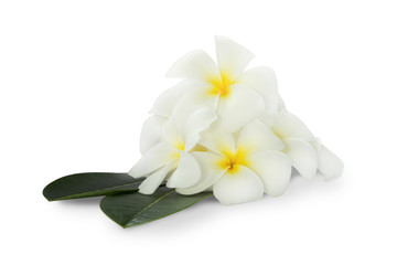 Fototapeta premium Group of Plumeria flower over a green leaves on white background