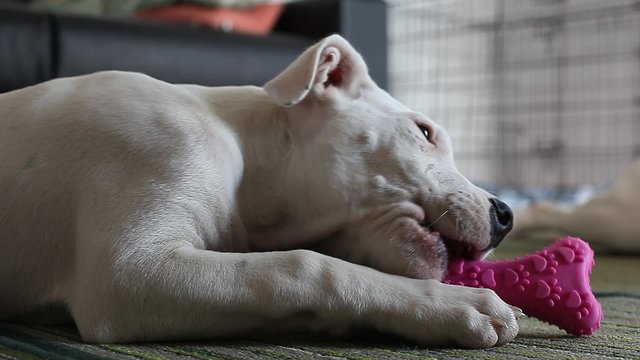 Cucciolo di Dogo Argentino gioca sul tappeto con osso in gomma
