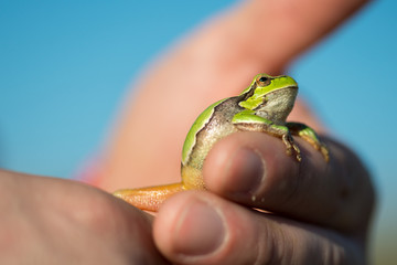 footed tree frog - Hyla Arborea