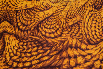 texture of print fabric striped feathers
