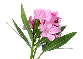 Pink Oleander - obrazy, fototapety, plakaty