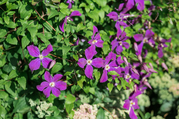 Eremophila nivea purple flowers blossom