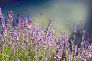 Cercles muraux Lavande Lavender flower - Beautiful lavender flower lit by sunlight