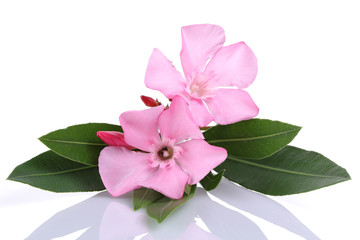 Pink Oleander
