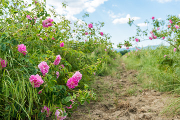 Damask rose