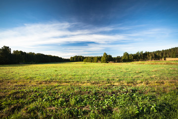 Tranquil grassland at sunrise