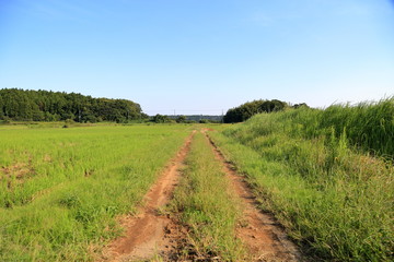 秋空に延びる轍の着いたあぜ道