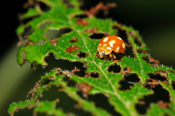 Naklejka premium Zehnfleckiger Marienkäfer