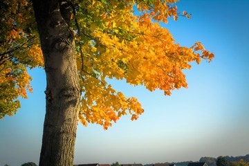 Detail, Baum, Herbst