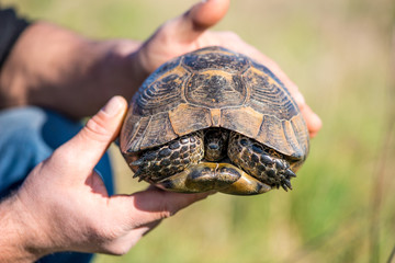 Land tortoise - testudo graeca