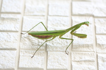 カマキリ