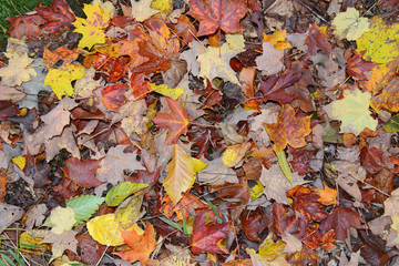 Autumn colors, colorful fallen leaves on forest floor
