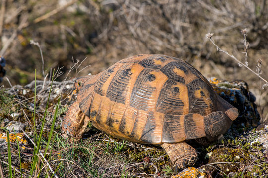 Land tortoise - testudo graeca