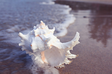 Obraz na płótnie Canvas Tropical conch on a sandy beach