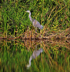 Grey Heron perched on a Rock