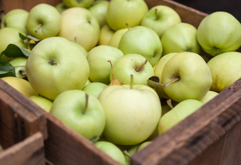 Box full of fine ripe apples